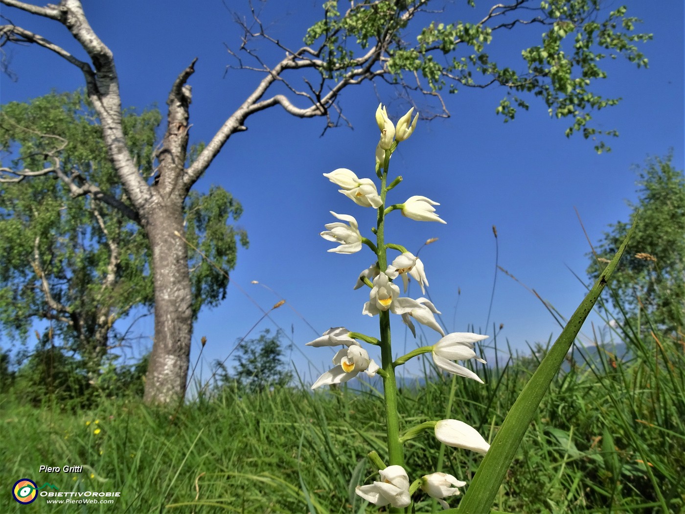 28 Cephalanthera longifolia (Cefalantera maggiore) con betulla.JPG